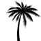 PALMTREES PRODUCTIONS