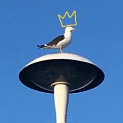 Regal Seagull