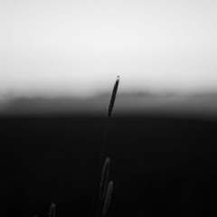 Cyruption