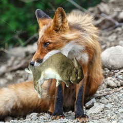 Foxy The Potato