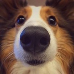 Silentjay