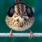 sassysparrow