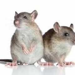 HOT RATS!