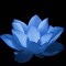that.blue.lotus