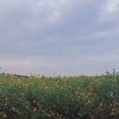 Phương Hà