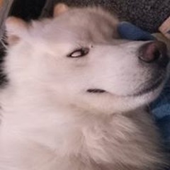 Cosmo