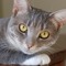Mr. Cat