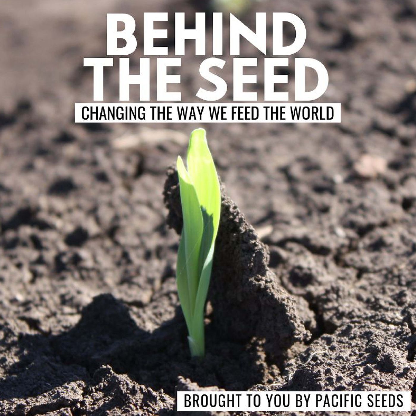 Behind the Seed