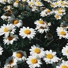 sb