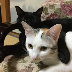 岡村スウシロウ