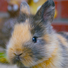CardRabbit6634
