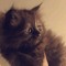 Shahad Fahd