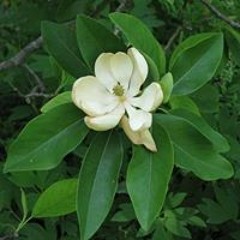 نور نورالهداية