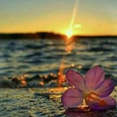 السيد اﻻديب