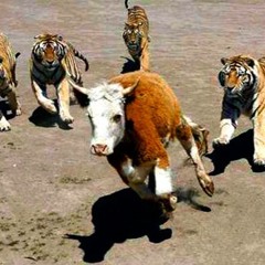 Tiger Bait