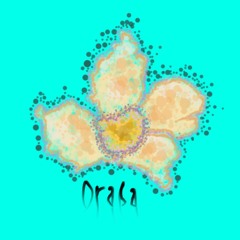 Draba