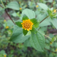 Shelsun