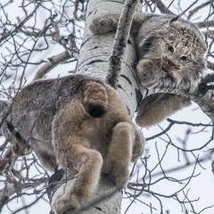 Lynxlistening