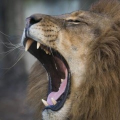 roar arntz
