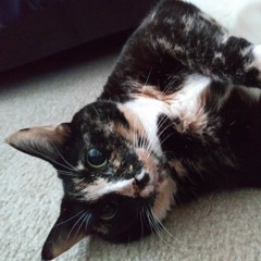Apartment Dweller