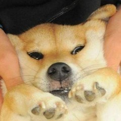 SHIBA