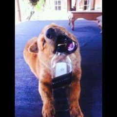 DOG LOVER