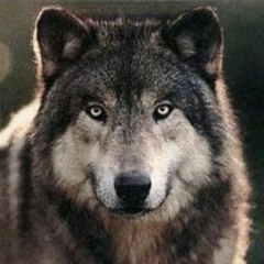 WOLF_WF