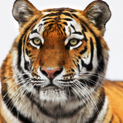 Tigertenaka