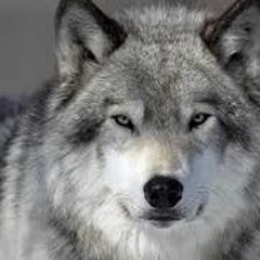 EL lobo 7