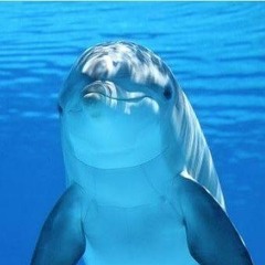 Dolphinz