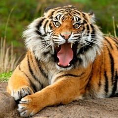 FowelBrrr Joel recalde