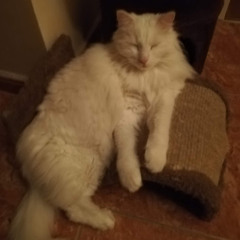 Millerok