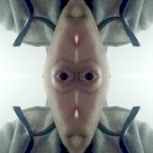 Krill