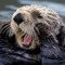 JustAnOtter