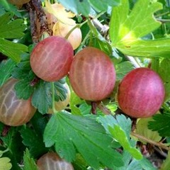 gooseberry