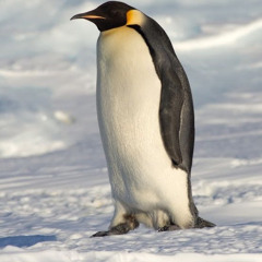 PenguinMaster
