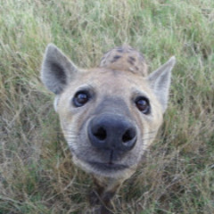 Dr.Hyena