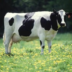 moo yon floo