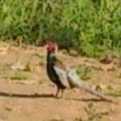 木下きじ