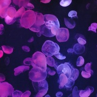 Bgm 3 Ogg By 鈴蘭a k aナニコレ 劇団a k amarioゲネス Bgm 3 Ogg By 鈴蘭a k aナニコレ 劇団a k amarioゲネス