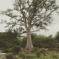 Camino a la Música