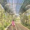 Thuy Tram