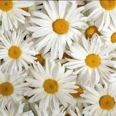 Beatriz Cuspide Guerrero