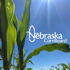 Nebraska Corn