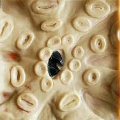 lipizera