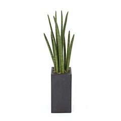 sansevieria