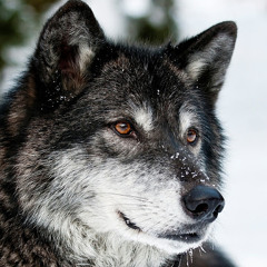 Blue Wolf 277