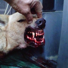 ogg's type beat stash