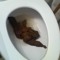 poopbois