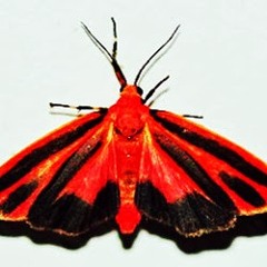 Scharlach Nachtfalter